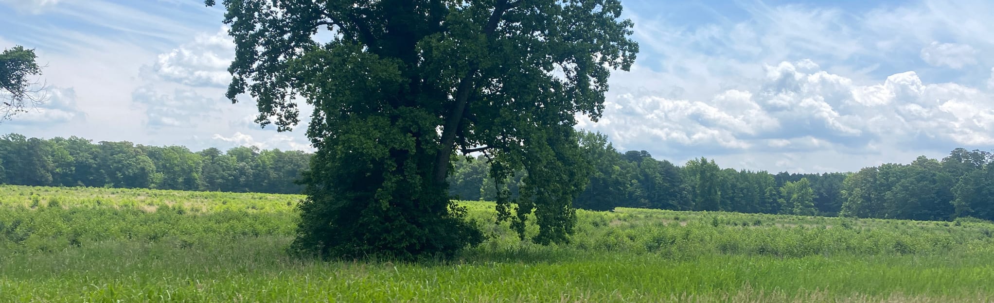 Yorktown Battlefield Historic Encampment Tour Map, Guide Virginia
