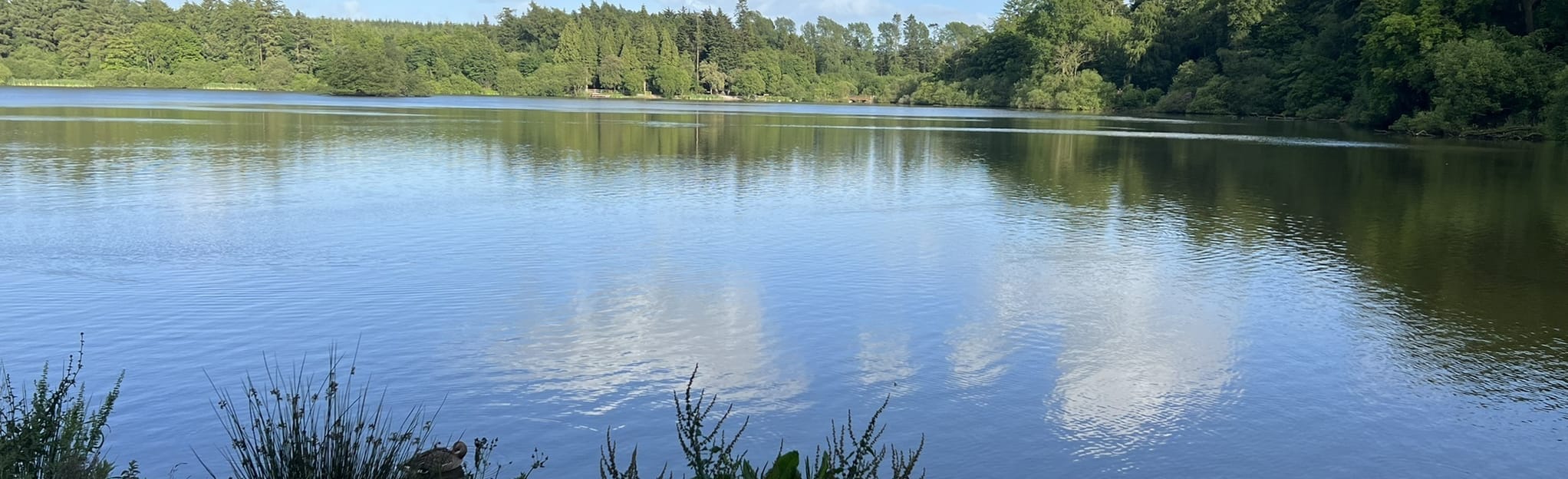 Hillsborough Forest Park Lake Circular 18 Reviews, Map Antrim