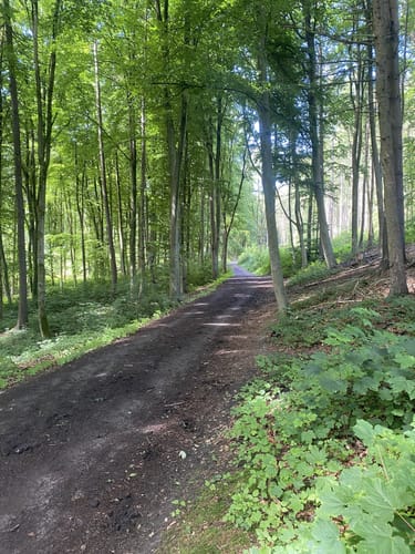 Stadtforst Vormholz