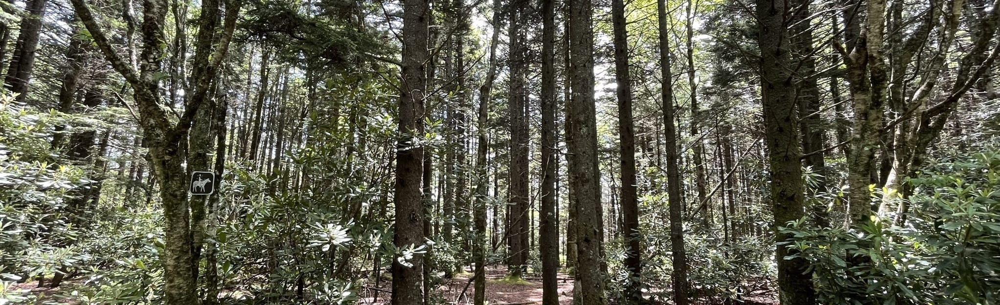 Limestone Cove Trail, Tennessee 37 Reviews, Map AllTrails