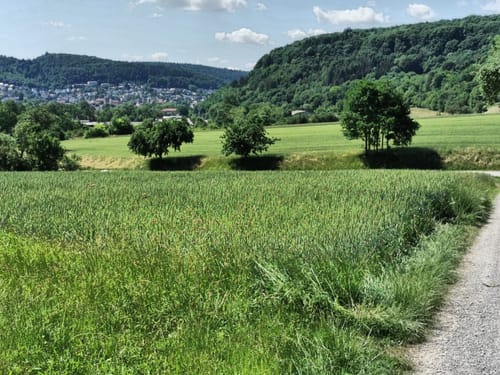 Rundwanderweg Mosbach 5: Hasbach-Weg