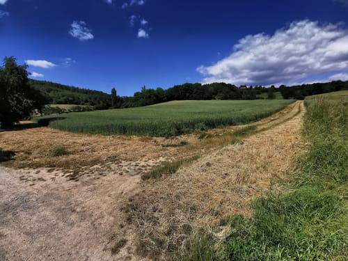 Rundwanderweg Mosbach 5: Hasbach-Weg