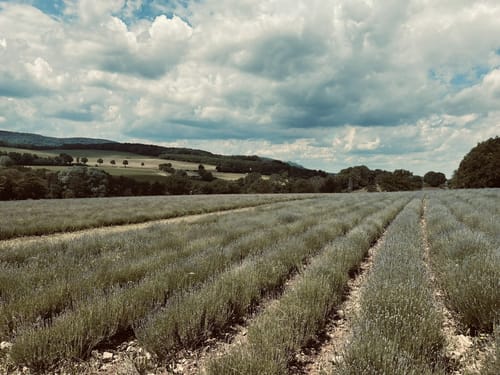 Im Teutoburgerwald über die Lavendelfelder und zur Falkenburg