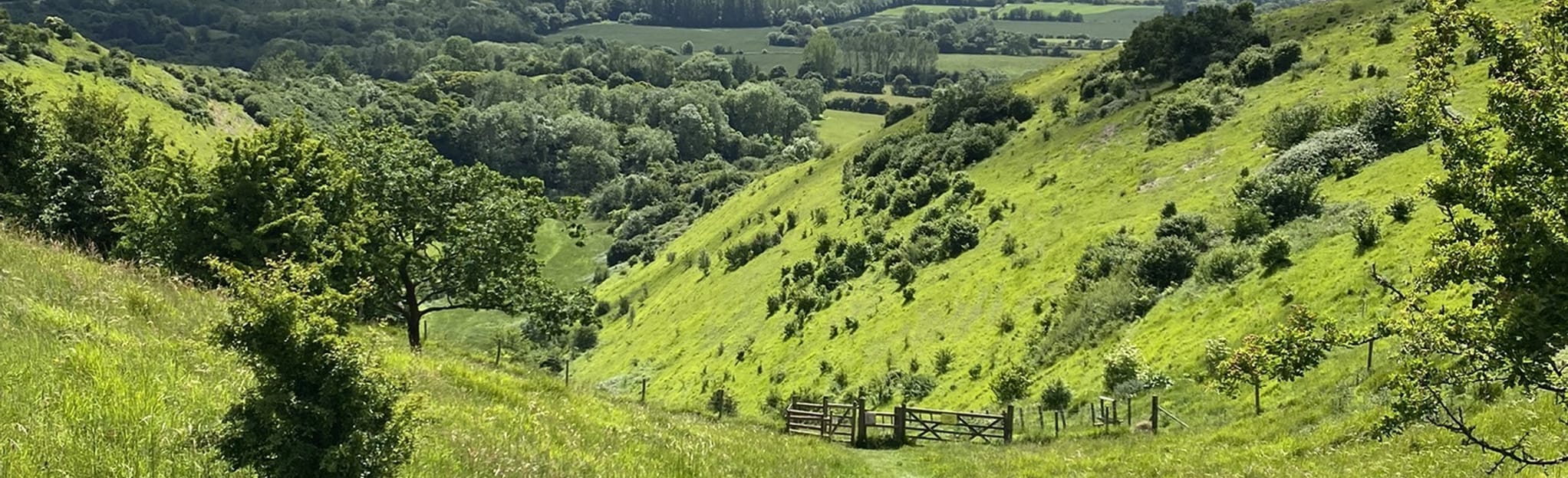 Wye Downs - Wye Nature Reserve Circular, Kent, England - 46 Reviews ...