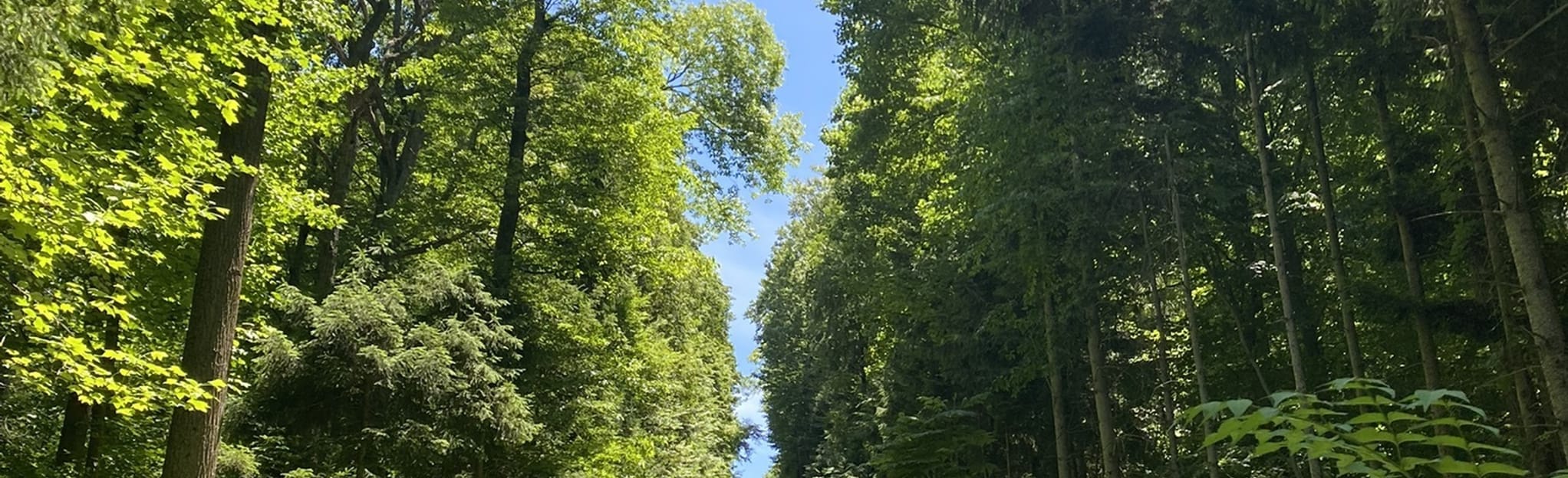 Nolde Forest Trail Pennsylvania - EyJidWNrZXQiOiJhc3NldHMuYWxsdHJhaWxzLmNvbSIsImtleSI6InVwbG9hZHMvcGhvdG8vaW1hZ2UvNDgyMTc5NzAvNjUzNjk2YzlkMDJlNTFhNDI1M2U5YWU2MTJjZmQzOTIuanBnIiwiZWRpdHMiOnsidG9Gb3JtYXQiOiJqcGVnIiwicmVzaXplIjp7IndpZHRoIjoyMDQ0LCJoZWlnaHQiOjYyNCwiZml0IjoiY292ZXIifSwicm90YXRlIjpudWxsLCJqcGVnIjp7InRyZWxsaXNRdWFudGlzYXRpb24iOnRydWUsIm92ZXJzaG9vdERlcmluZ2luZyI6dHJ1ZSwib3B0aW1pc2VTY2FucyI6dHJ1ZSwicXVhbnRpc2F0aW9uVGFibGUiOjN9fX0=