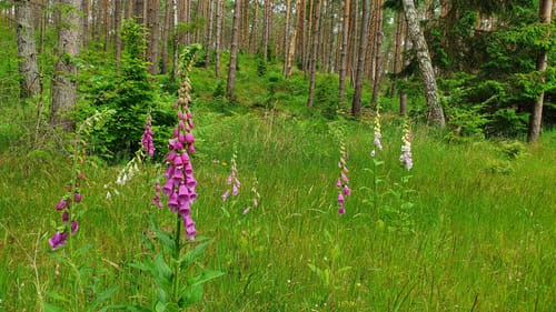 Drei Seen und Wald Runde