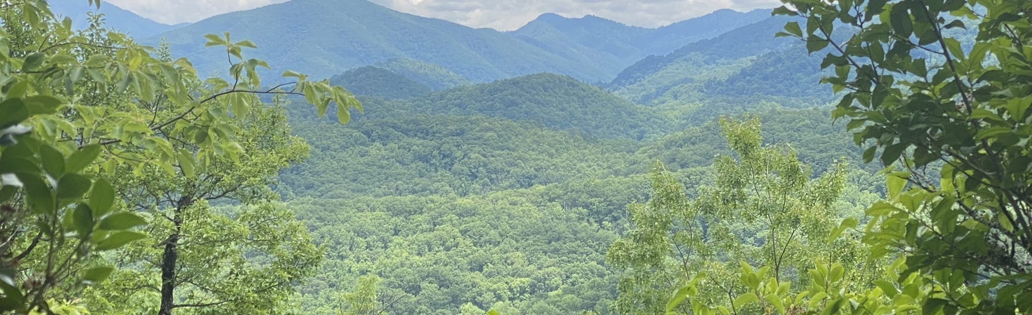 Curry Mountain Trail Map, Guide Tennessee AllTrails