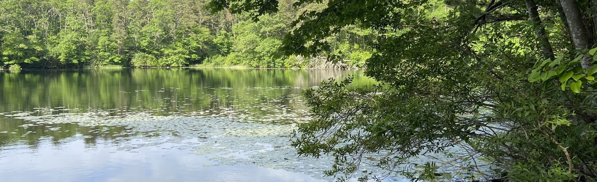 Eagle Pond Loop 529 Reviews, Map Massachusetts AllTrails