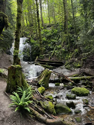 10 Best Waterfall Trails in Cougar - EyJidWNrZXQiOiJhc3NldHMuYWxsdHJhaWxzLmNvbSIsImtleSI6InVwbG9hZHMvcGhvdG8vaW1hZ2UvNDgyNTk5NTkvYWU1Nzg0ZTk3ODI5NTEyY2JiNDIwZjcyYTUxMTk0YmQuanBnIiwiZWRpdHMiOnsidG9Gb3JtYXQiOiJ3ZWJwIiwicmVzaXplIjp7IndpZHRoIjo1MDAsImhlaWdodCI6NTAwLCJmaXQiOiJpbnNpZGUifSwicm90YXRlIjpudWxsLCJqcGVnIjp7InRyZWxsaXNRdWFudGlzYXRpb24iOnRydWUsIm92ZXJzaG9vdERlcmluZ2luZyI6dHJ1ZSwib3B0aW1pc2VTY2FucyI6dHJ1ZSwicXVhbnRpc2F0aW9uVGFibGUiOjN9fX0=