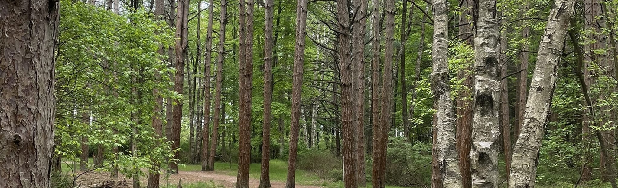 Woodland Dunes Nature Trail, Wisconsin 129 Reviews, Map AllTrails