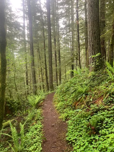 2023 Best 10 Camping Trails in Gifford Pinchot National Forest | AllTrails