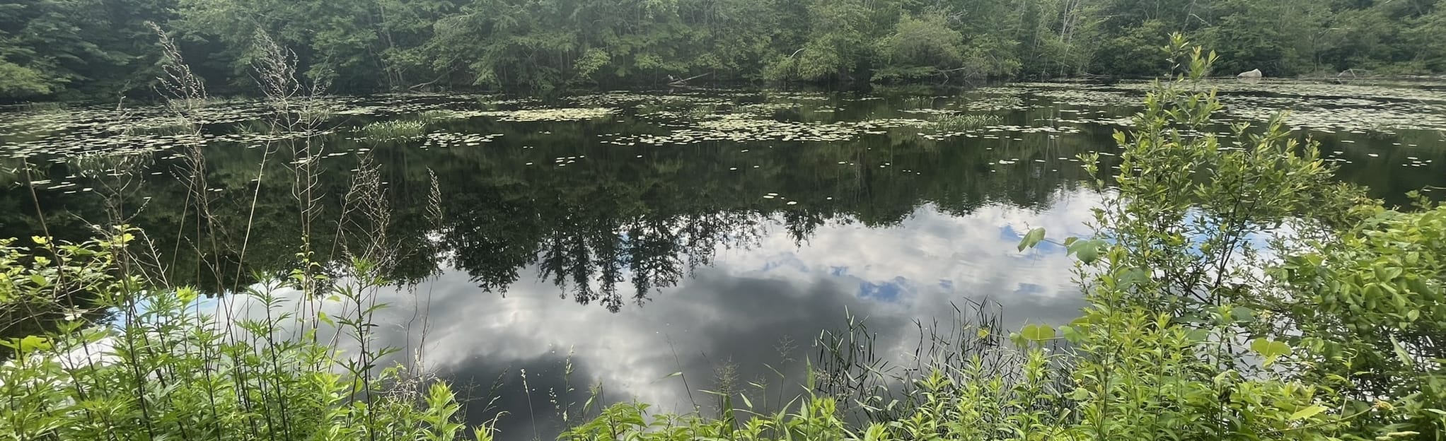 Frenchtown Park Trail 239 Reviews, Map Rhode Island AllTrails