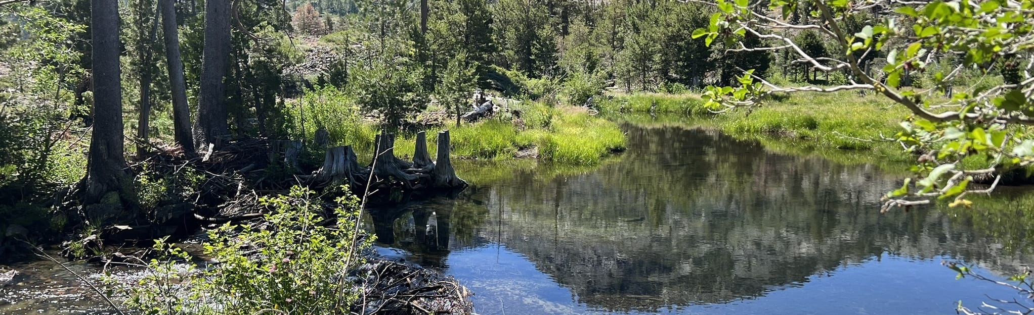 Glen Alpine Springs Resort Trail, California 166 Reviews, Map AllTrails