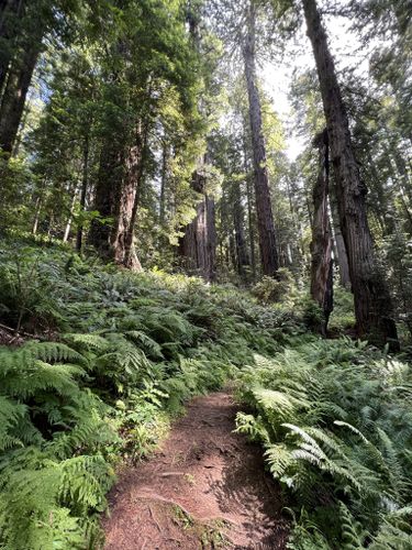 Best 10 Hikes and Trails in Redwood National Park | AllTrails