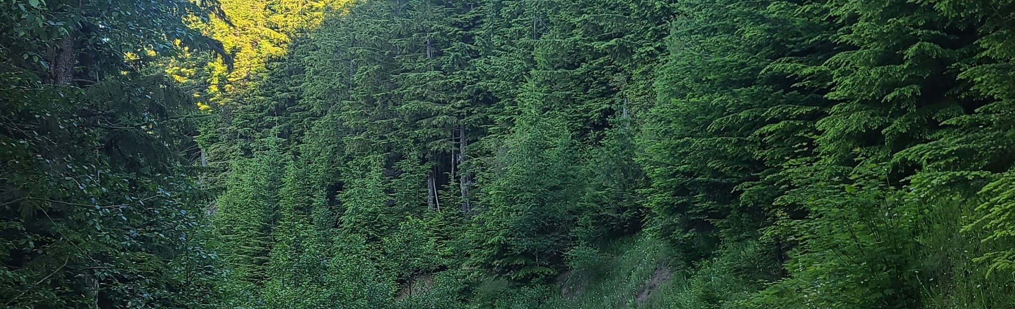 East Tiger Mountain Loop via Tiger Mountain Road and NW Timber Trail