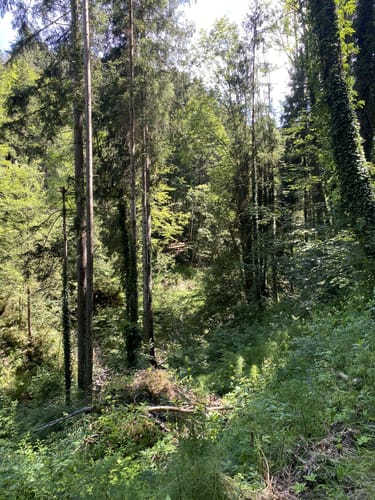 Von Weiler zum Naturschutzgebiet Trogener Moore