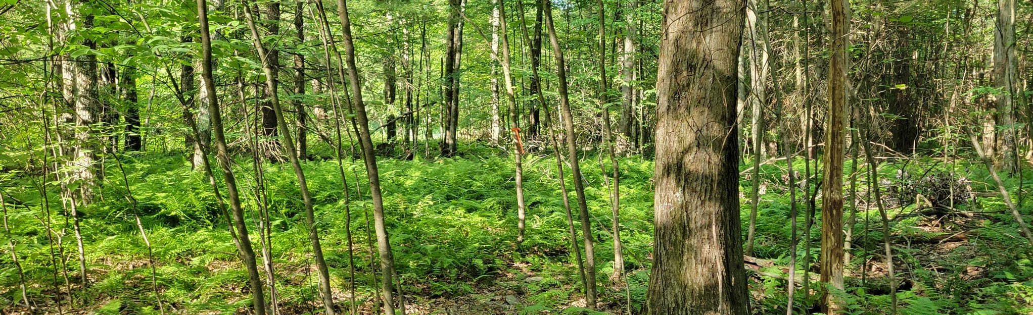 Johnson Run Loop Map, Guide Pennsylvania AllTrails