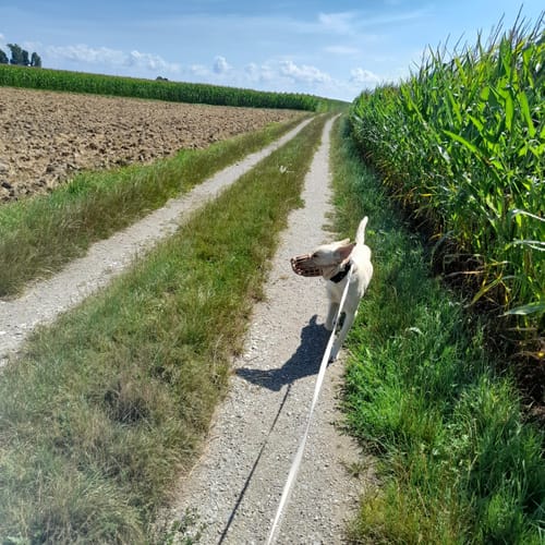 Kirchhamer Wanderweg