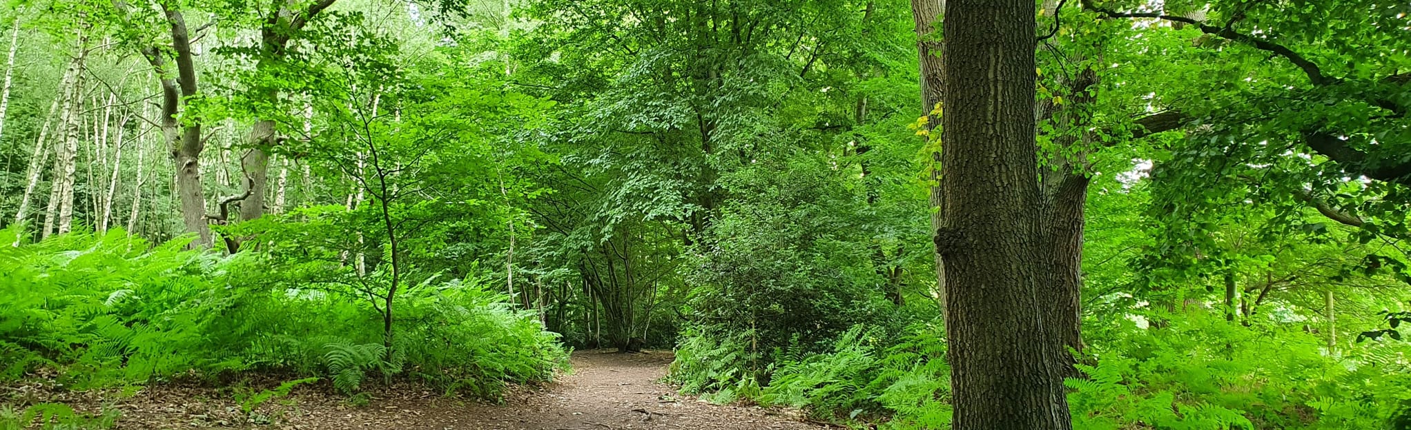 Broxbourne, Bencroft, Wormley Woods Circular, Hertfordshire, England