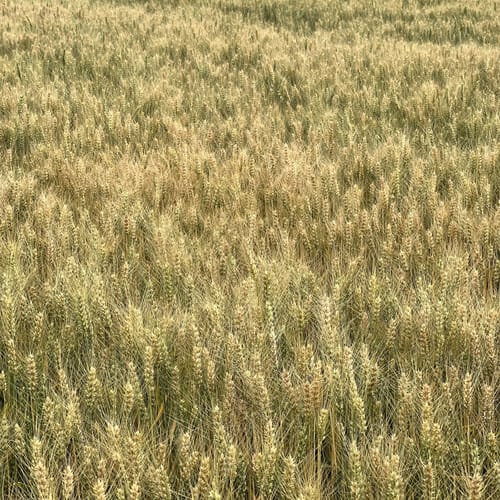 Hemmelzen Rundwanderweg 3