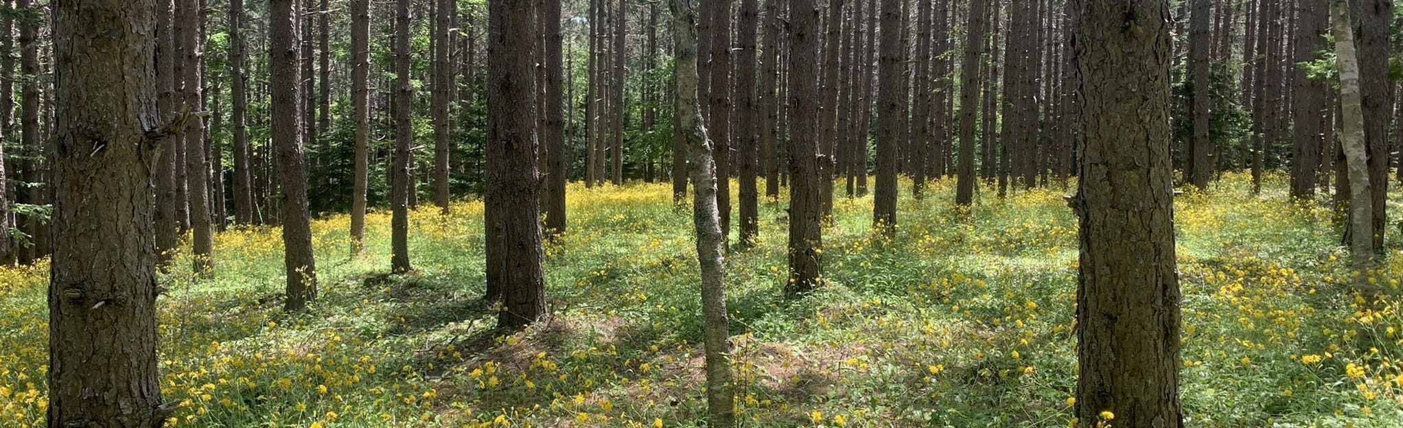 Scotsburn Loop 30 Reviews, Map Nova Scotia, Canada AllTrails