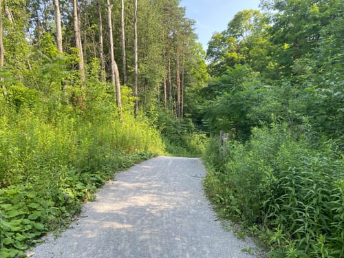 Jefferson forest mountain biking sale