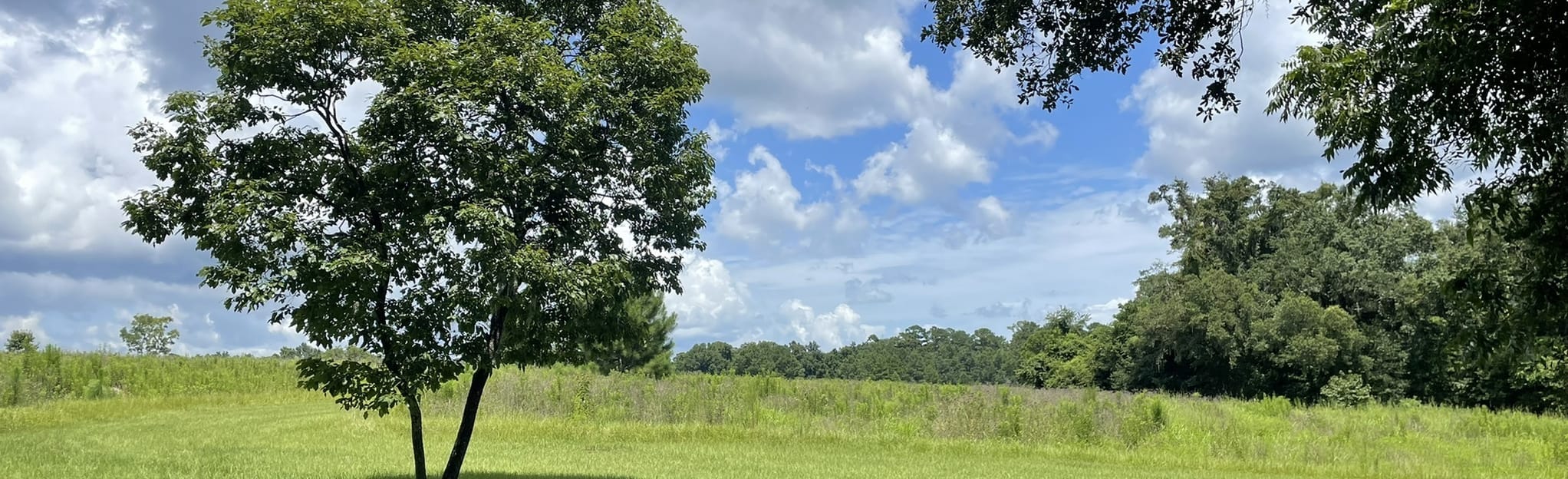 J. R. Alford Greenway Alford Loop and Bluebird Trail, Florida 309