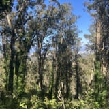 Sweeney Ridge Trail via Sneath Lane, California - 1,047 Reviews, Map ...