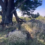 Sweeney Ridge Trail via Sneath Lane, California - 1,049 Reviews, Map ...