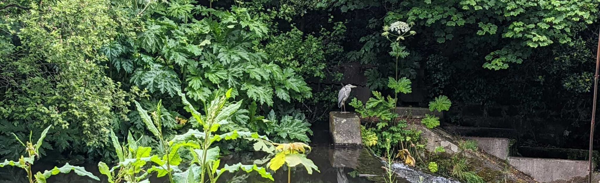 Dighty Water Path Finlathen Park to Clearwater Park Dundee, Scotland