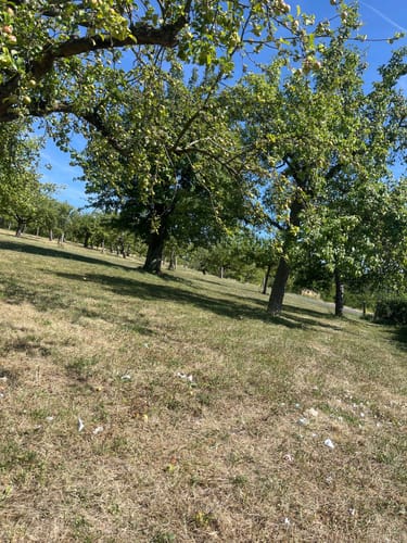 Groß-Umstadt: Weininsel Wanderweg