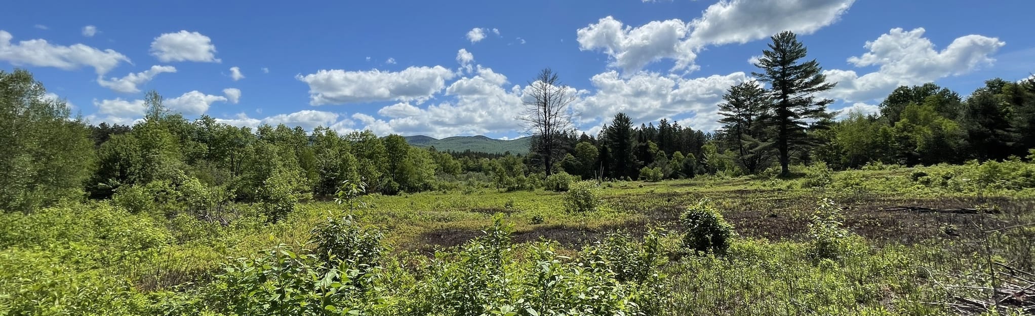 Robert Frost Interpretive Trail 146 Reviews, Map Vermont AllTrails