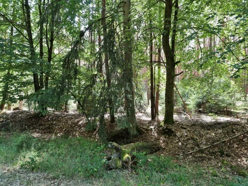 Spessartspur "Niederrodenbacher Barbarossaquelle und Klosterruine"