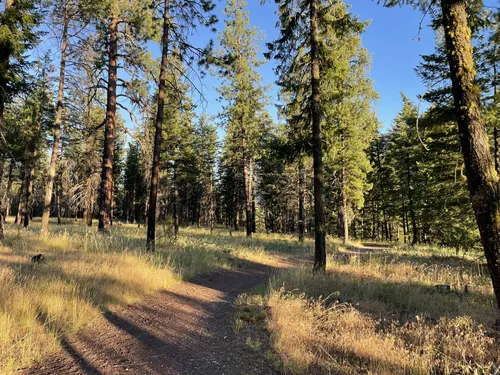 MAZAMA❗️（Legend of the Pacific Northwest) North America Indigenous Museum | Maza Omani (aka He That Walks In
