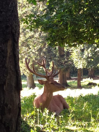 Zum Tiergehege Waldshut