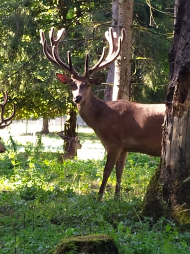 Zum Tiergehege Waldshut
