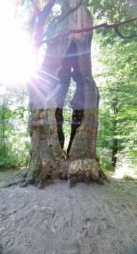 Von Verl durch den Holter Wald