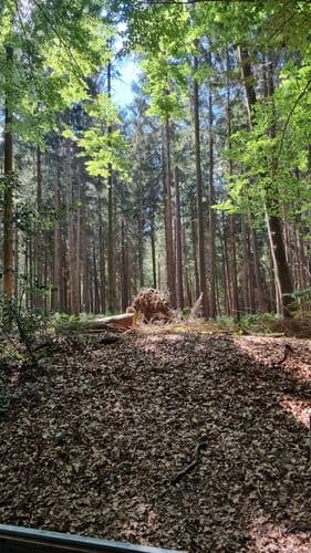Von Verl durch den Holter Wald
