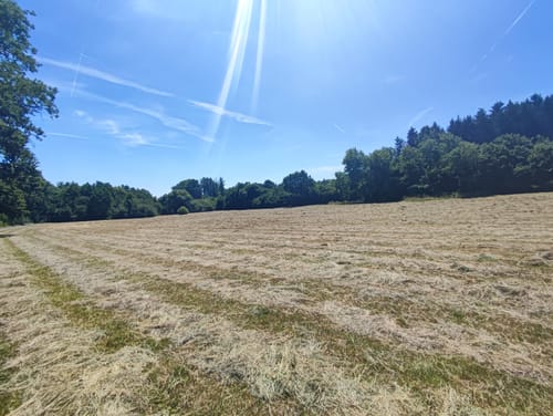 Weinwanderung Schützingen