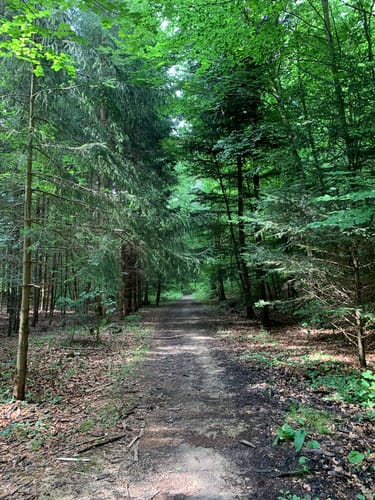 Naturfreundehaus - Schönbuchturm - Jägerweg
