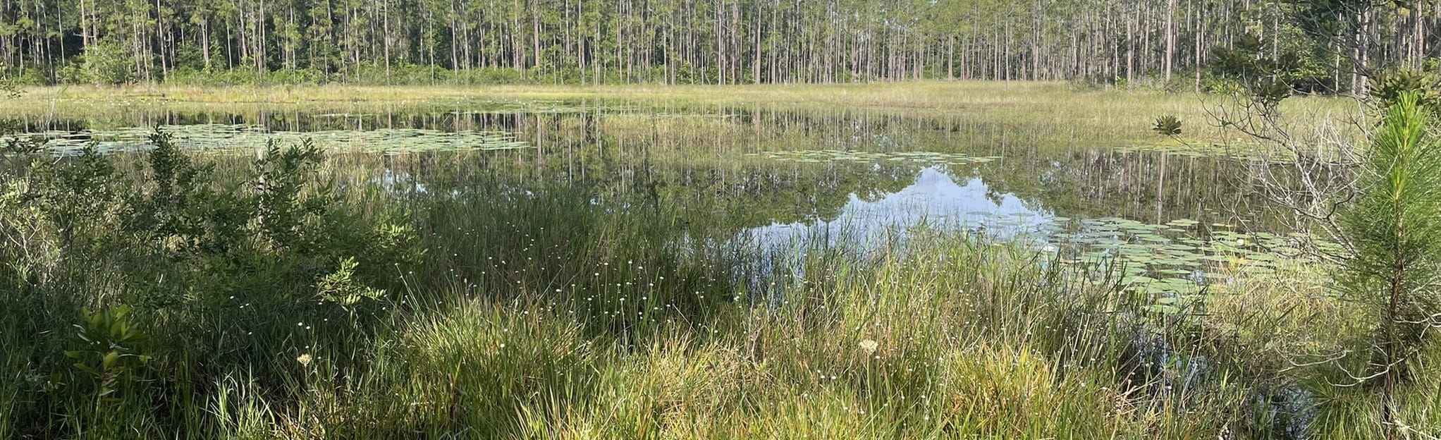 Lake Proctor Wilderness Loop Trail, Florida 224 Reviews, Map AllTrails