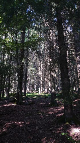 Altnußberg Rundweg