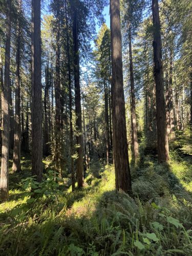 Best 10 Hikes and Trails in Prairie Creek Redwoods State Park | AllTrails