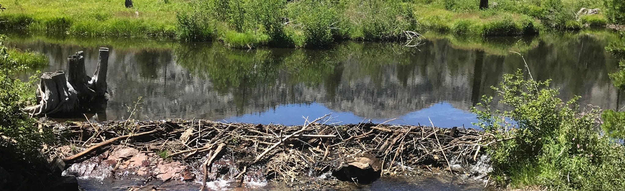 Glen Alpine Creek Trail, California 264 Reviews, Map AllTrails