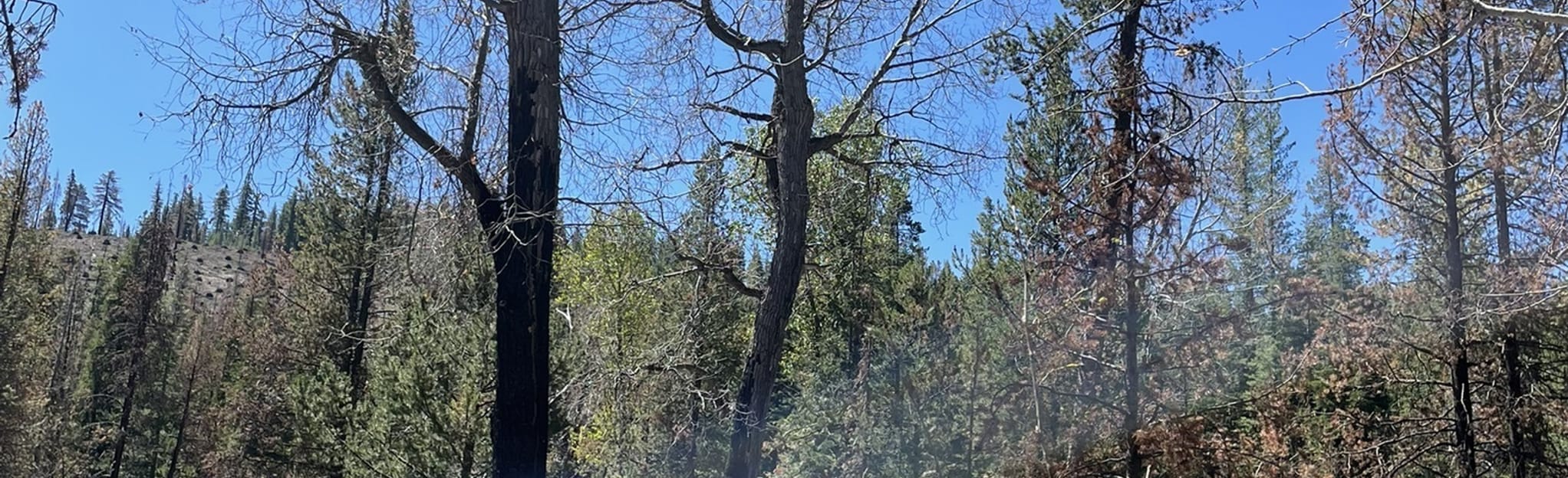 Cottonwood Creek Trail, Oregon 4 Reviews, Map AllTrails