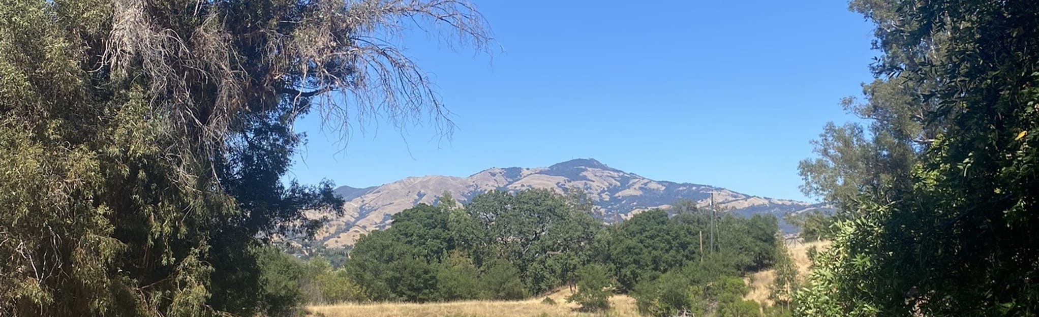 Ringtail Cat Trail to Madrone Trail Loop | Map, Guide - California