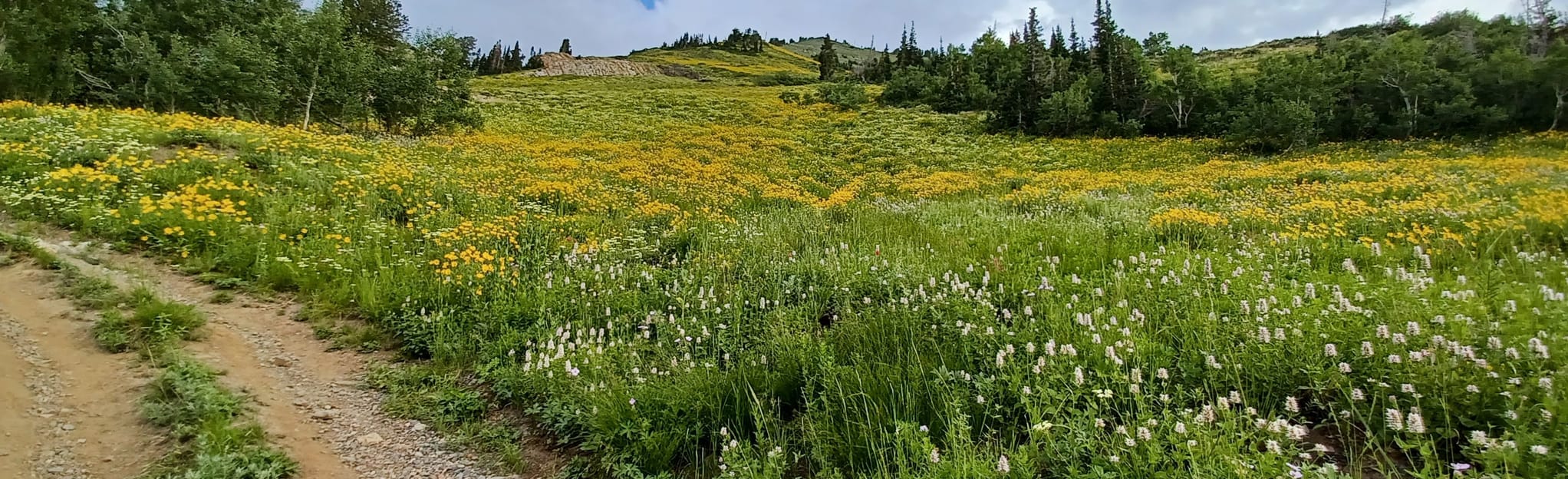 Monte Cristo via Cardiff Pass Trail 694 Reviews, Map Utah AllTrails
