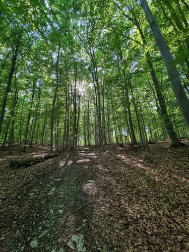 Göttingen Kehr - Wenekopf - Sauberg