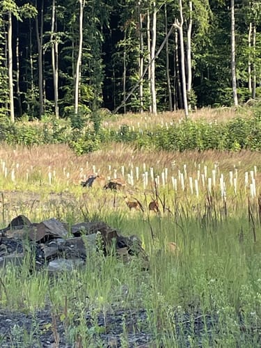Platte Heide Waldrunde
