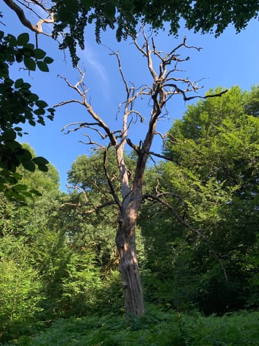 Rund um den Urwald Sababurg